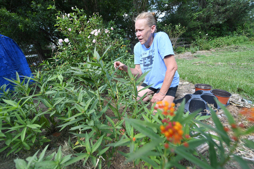Butterfly garden